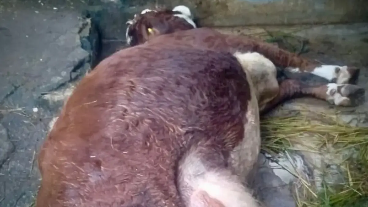 Kematian Massal Sapi di Lembang Bukan Karena Wabah, Tapi Gegara Paku dan Kekurangan Nutrisi Belasan perah milik peternak di Kecamatan Lembang, Bandung Barat mati gegara telan paku dan kurangnya asupan n