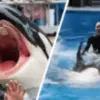 Link Video Viral Jessica Redclife Dimakan Paus Orca Diburu Netizen