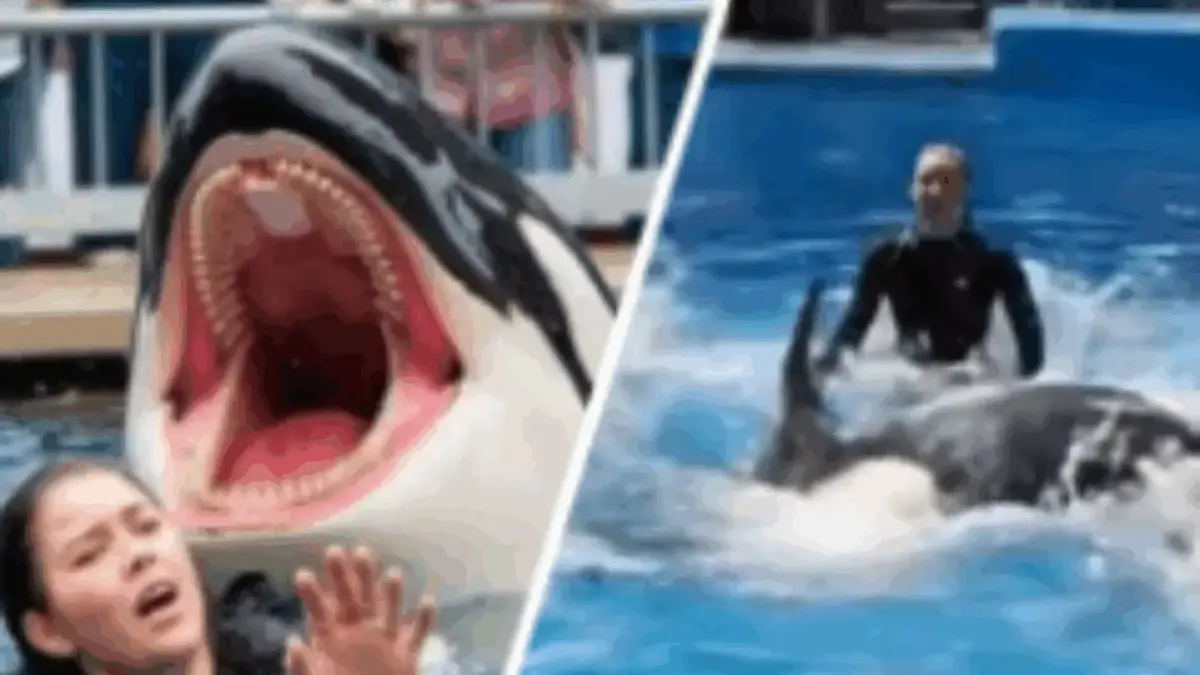 Link Video Viral Jessica Redclife Dimakan Paus Orca Diburu Netizen Link Video Viral Jessica Redclife Dimakan Paus Orca Diburu Netizen