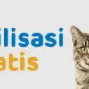Steril dan Vaksin Gratis untuk Kucing! Catat Jadwal dan Cara Daftarnya