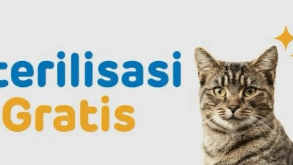 Steril dan Vaksin Gratis untuk Kucing! Catat Jadwal dan Cara Daftarnya Steril dan Vaksin Gratis untuk Kucing! Catat Jadwal dan Cara Daftarnya
