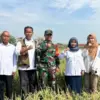 Peran Strategis Babinsa dan PPL Percepat Serapan Gabah Petani di Cirebon