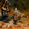 Dua Bayi Harimau Benggala Lahir di Bandung Zoo, Petugas Pastikan Rawat dengan Baik