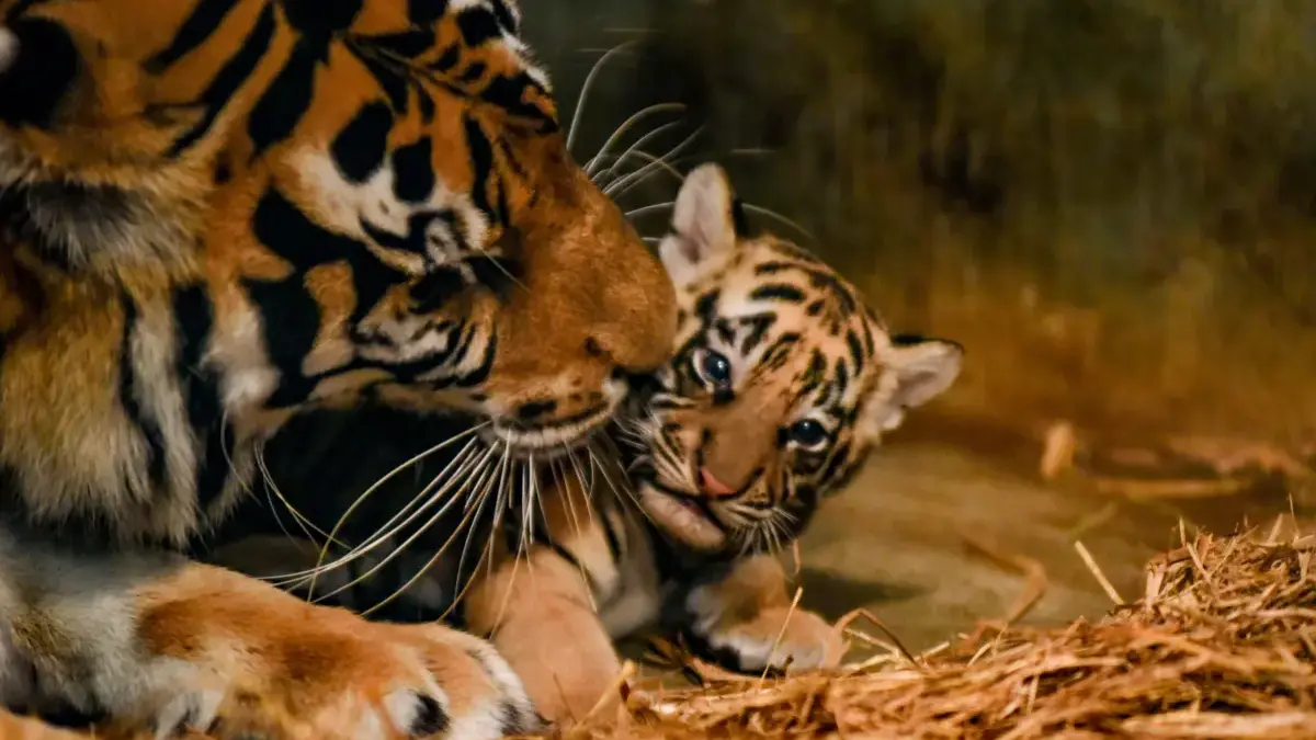 Dua Harimau Benggala Lahir di Bandung Zoo, Petugas Pastikan Rawat dengan Baik Dua Bayi Harimau Benggala Lahir di Bandung Zoo, Petugas Pastikan Rawat dengan Baik