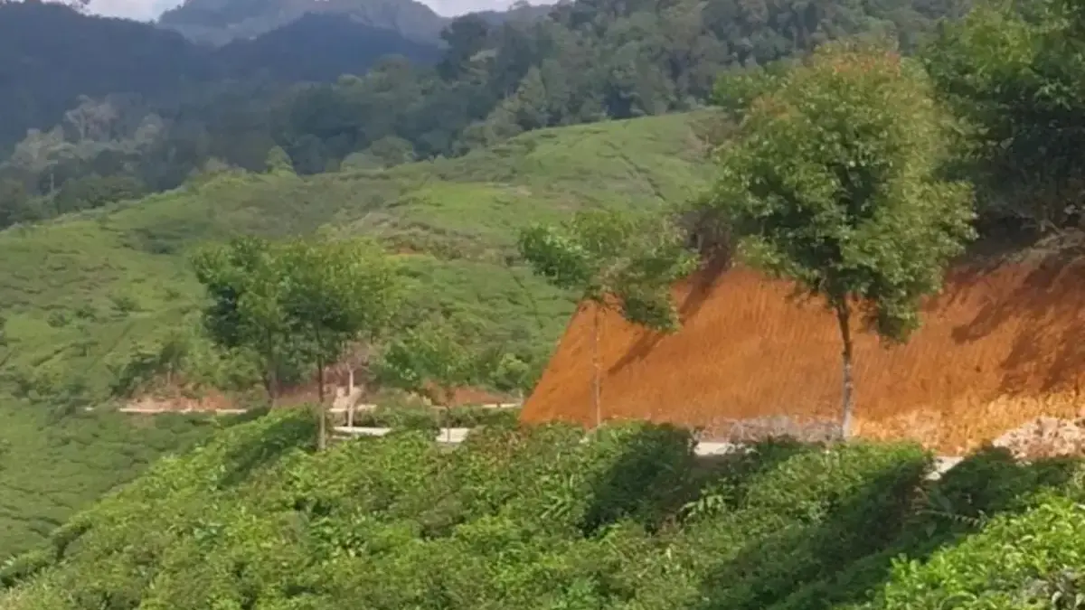 Tour de Malasari, Ratusan Atlet Sepeda Dimanjakan Hamparan Kebun Teh di Kabupaten Bogor