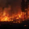 Kebakaran Hutan Meluas di Spanyol, Ribuan Warga Dievakuasi dan Satu Tewas