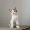 Kucing Pembawa Keberuntungan Ini Dia 5 Kucing yang Dipercaya Membawa Keberuntungan dan Rezeki Berlimpah!
