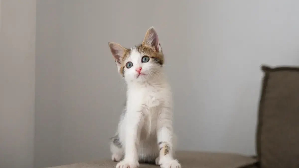 Kucing Pembawa Keberuntungan Ini Dia 5 Kucing yang Dipercaya Membawa Keberuntungan dan Rezeki Berlimpah!
