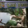 Panda Cai Tao Rayakan HUT ke-15 di Taman Safari Bogor, Hadirkan Berbagai Aktivitas Menarik