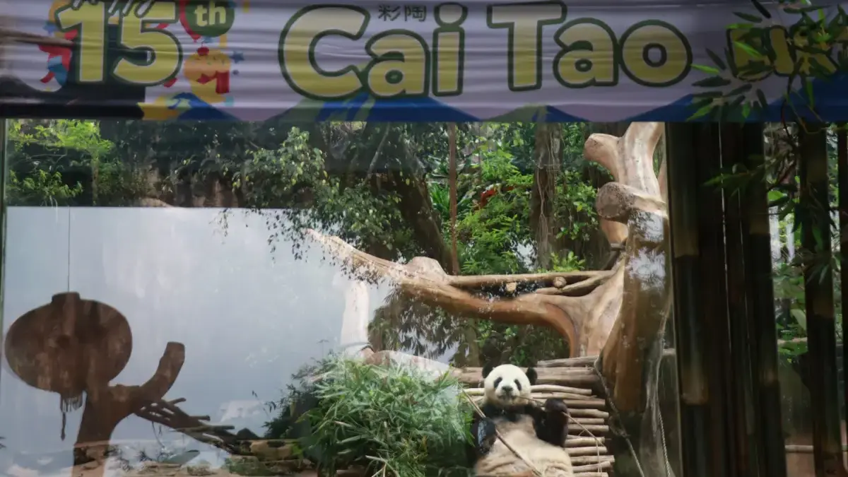 Panda Cai Tao Rayakan HUT ke-15 di Taman Safari Bogor, Hadirkan Berbagai Aktivitas Menarik Panda Cai Tao Rayakan HUT ke-15 di Taman Safari Bogor, Hadirkan Berbagai Aktivitas Menarik