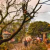 Wakil Wali Kota Bandung Minta DPKP Lakukan Cek Berkala Kerentanan Pohon Tumbang di Kota Bandung
