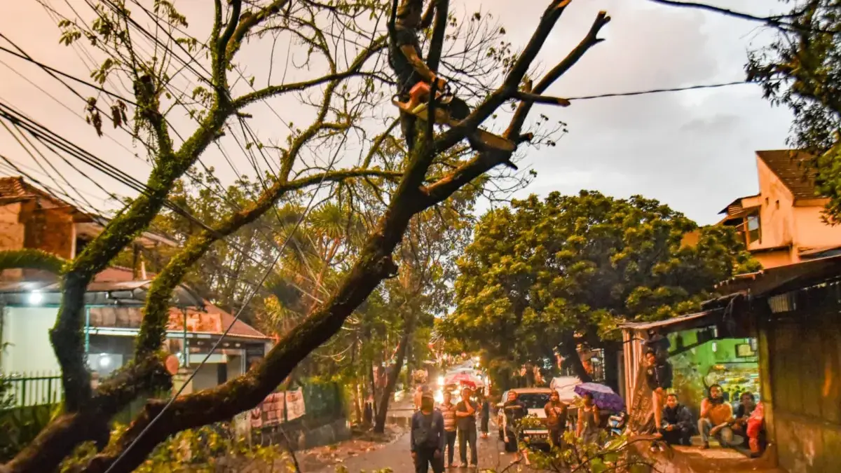 Wakil Wali Kota Bandung Minta DPKP Lakukan Cek Berkala Kerentanan Pohon Tumbang di Kota Bandung