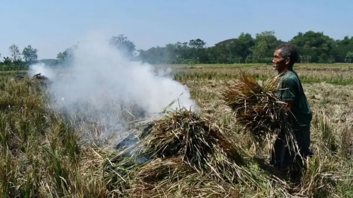 Hama Wereng Serang 300 Hektare Sawah, Petani Bangunharja Terancam Gagal Panen