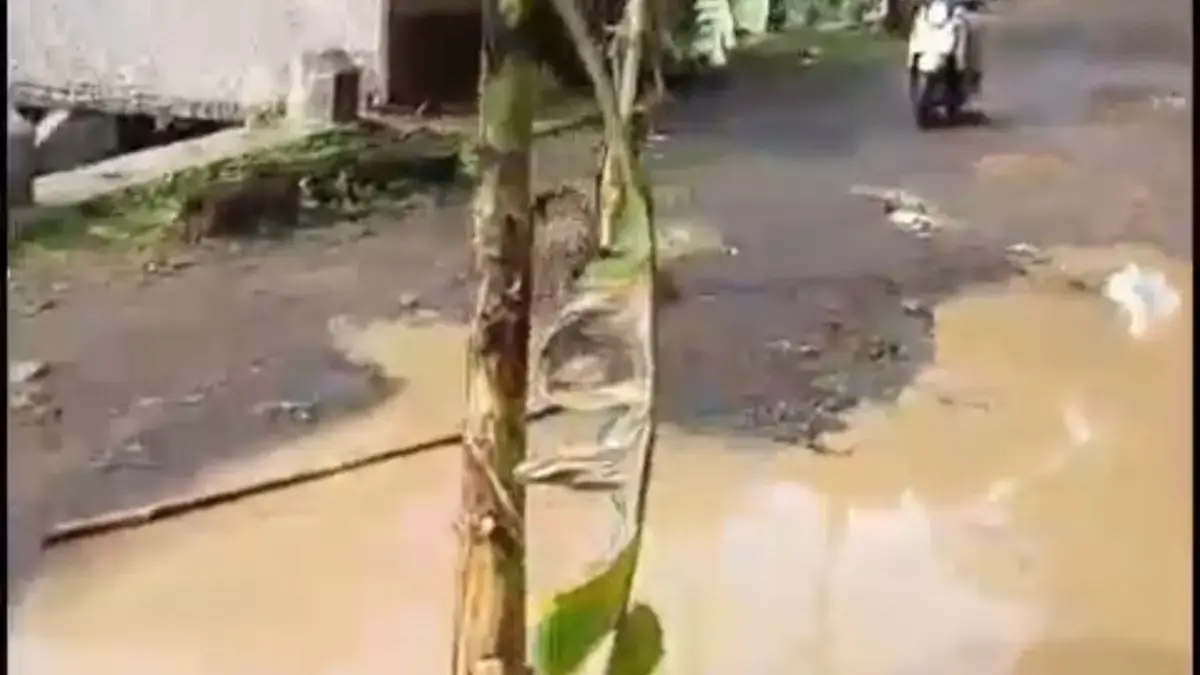 Jalan menuju wisata Sungai Cireong di Desa Sukaresik Kecamatan Sindangkasih Kabupaten Ciamis ditanami pohon pi