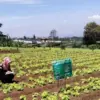Ratusan Petani di Lembang Terancam Kehilangan Lahan Garapan Gegara Ancaman Eksekusi