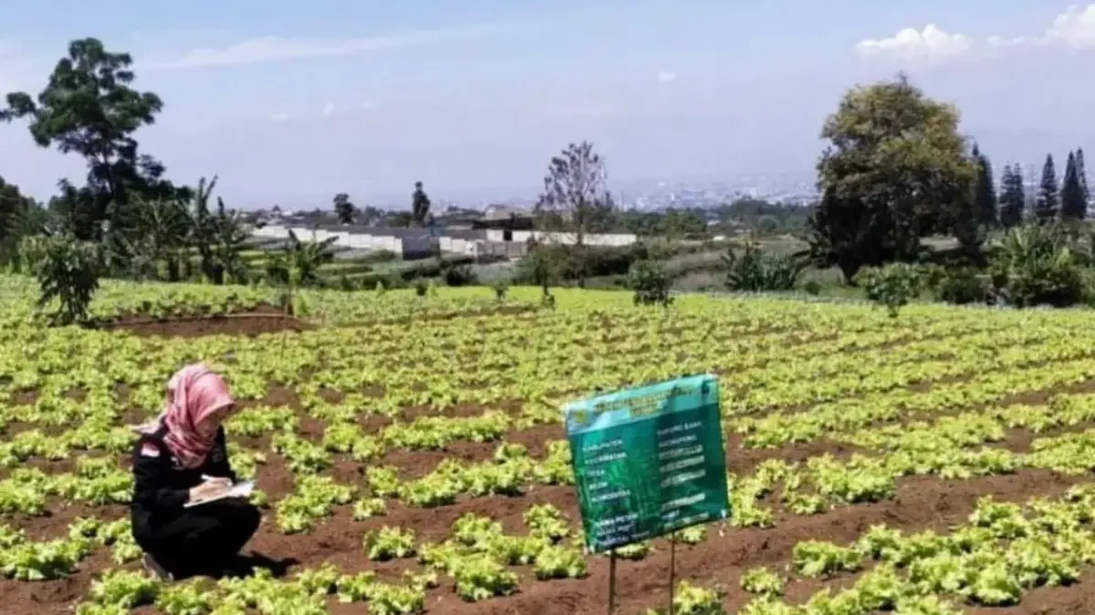 Ratusan Petani di Lembang Terancam Kehilangan Lahan Garapan Gegara Ancaman Eksekusi Ratusan Petani di Lembang Terancam Kehilangan Lahan Garapan Gegara Ancaman Eksekusi