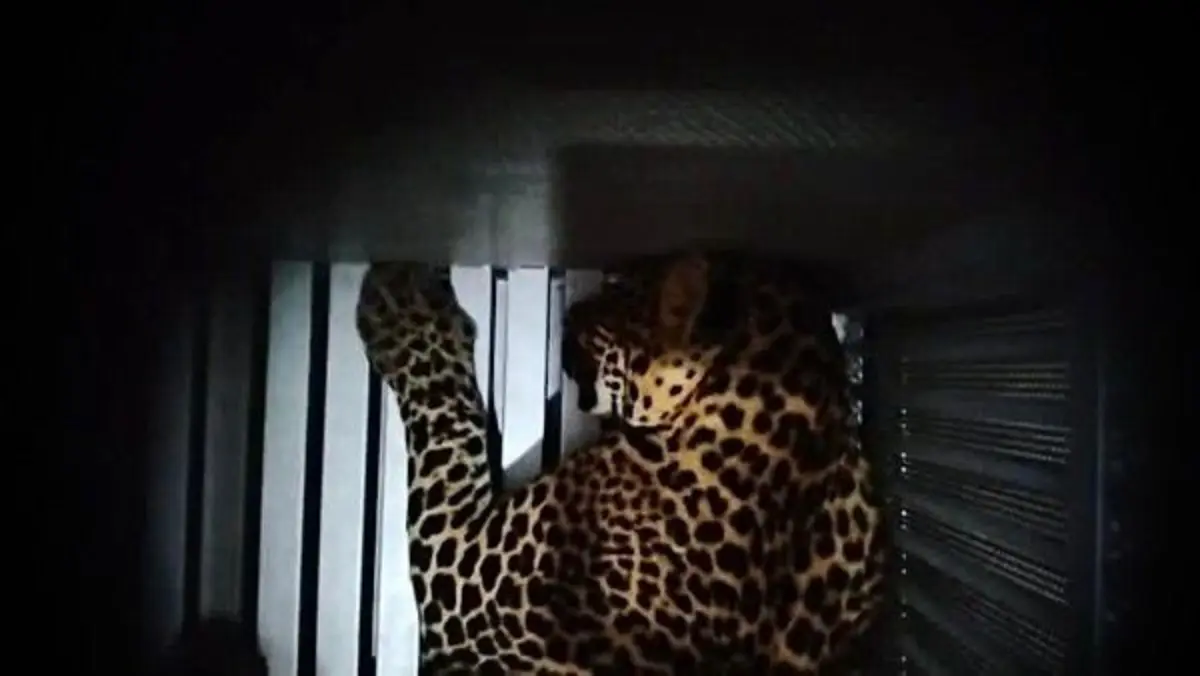 BBKSDA Pastikan Macan Tutul yang Kabur Belum Keluar dari Area Lembang Park and Zoo