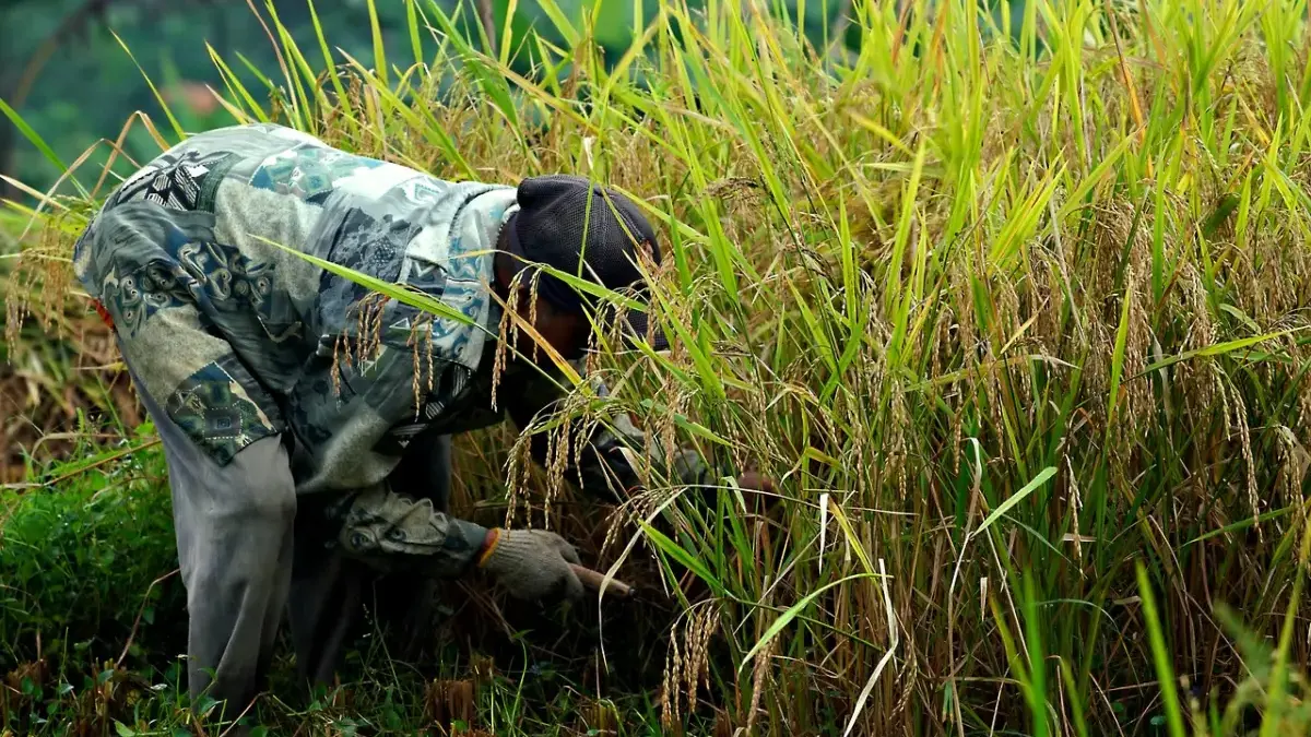 Kebijakan Pro Petani, Mentan Klaim Harga Gabah Naik dan Akses Pupuk Subsidi Meningkat Kebijakan Pro Petani, Mentan Klaim Harga Gabah Naik dan Akses Pupuk Subsidi Meningkat