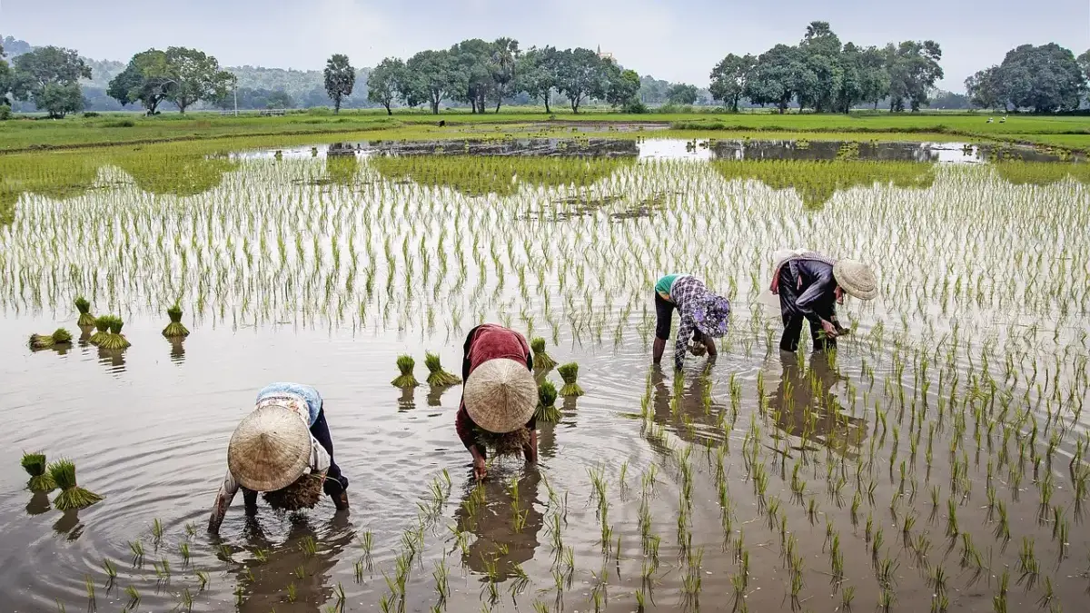 Digitalisasi Meteorologi Pertanian Penting bagi Petani, Wamentan Sebut Ini Alasannya! Digitalisasi Meteorologi Pertanian Penting bagi Petani, Wamentan Sebut Ini Alasannya!