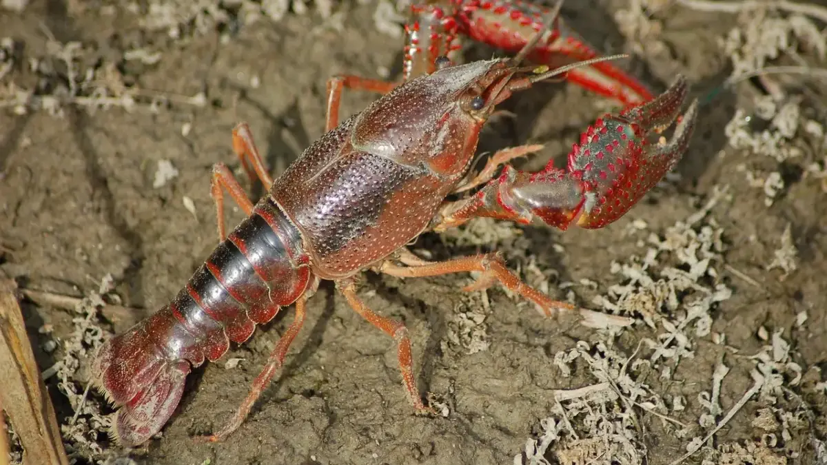 KKP Klaim Teknologi Budidaya Lobster Ri Saingi Vietnam, Benarkah?