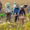 Produksi Beras Melimpah, Mentan Amran Sebut Bisa Dongkrak Ekonomi Nasional 