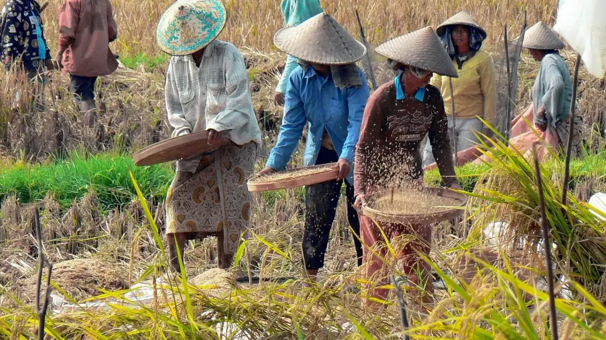Produksi Beras Melimpah, Mentan Amran Sebut Bisa Dongkrak Ekonomi Nasional 