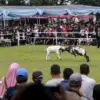 Kabupaten Bogor Sukses Gelar Hari Peternakan Nasional ke-189, Hadirkan Inovasi hingga Adu Ketangkasan Domba.