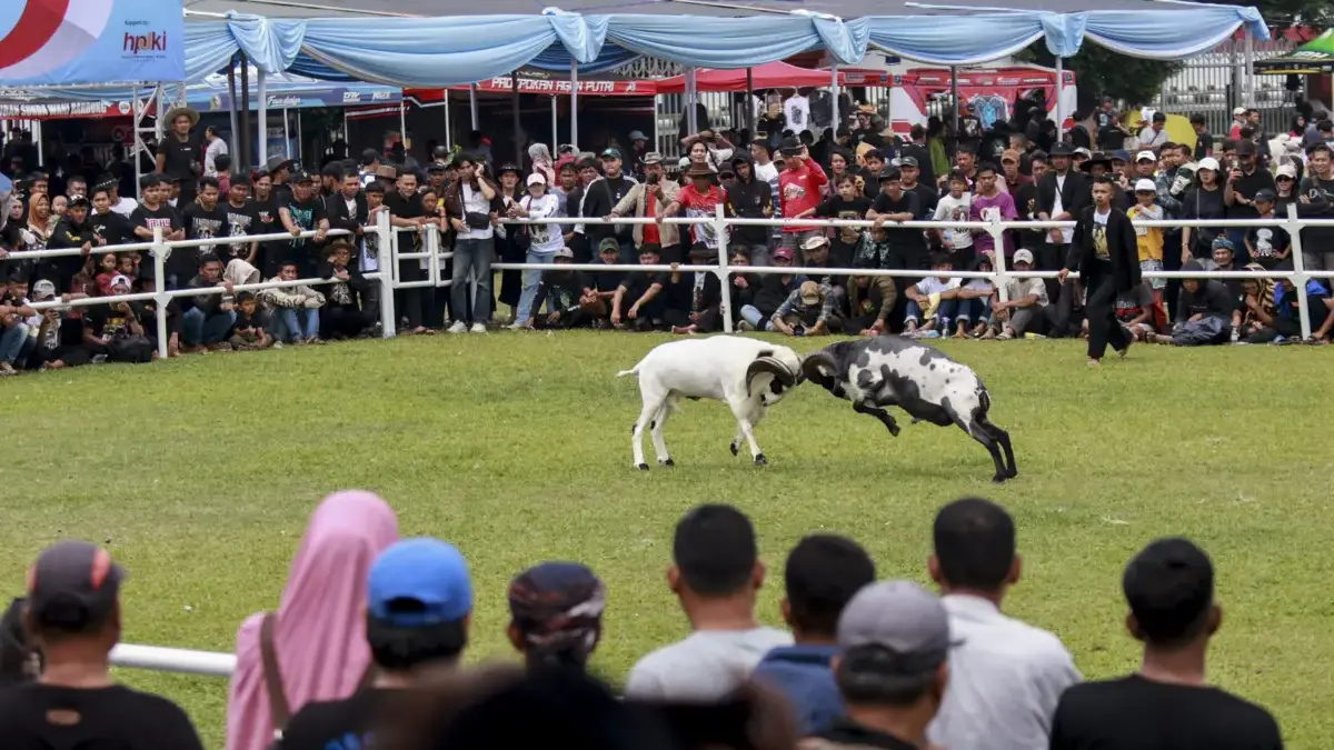 Kabupaten Bogor Sukses Gelar Hari Peternakan Nasional ke-189, Hadirkan Inovasi hingga Adu Ketangkasan Domba.