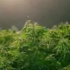 Geger Ladang Ganja di Blitar, Polisi Temukan 800 Pohon di Halaman Rumah Warga