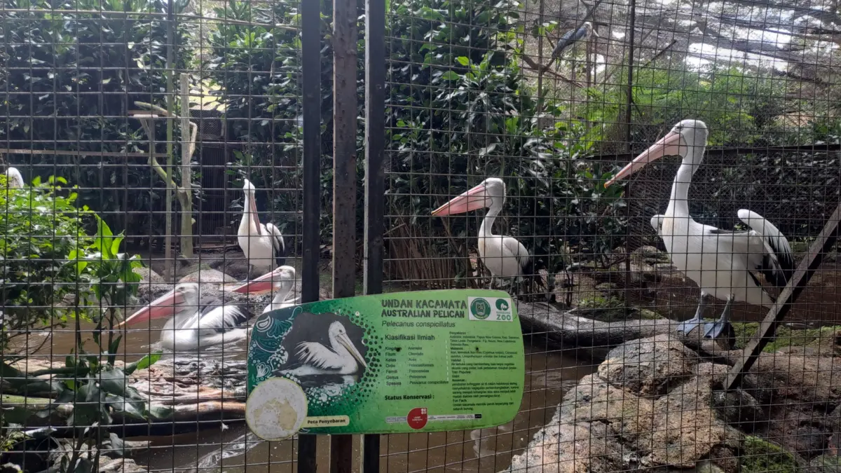 Pakan Satwa Bandung Zoo Masih Tercukupi, Tapi Masa Depan Masih Menggantung