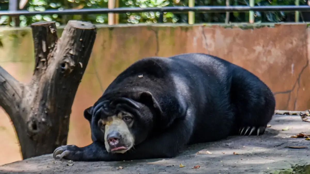 Satwa Bandung Zoo Hadapi Risiko Stres Psikologis Akibat Penutupan