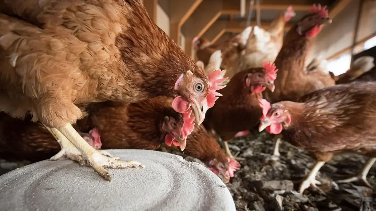 DLH Batal Tutup Limbah Ayam, Warga BIP Tempuh Jalur DPRD Bandung Barat Alih-alih Lindungi Warga, DLH KBB Malah Bela Perusahaan