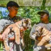 Huru dan Hara, Bayi Harimau Benggala di Bandung Zoo Siap Jadi Idola Baru