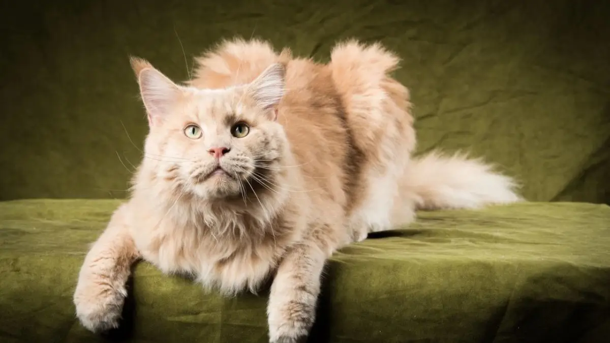 Kucing Maine Coon di Rumah Eko Patrio yang Dijarah Viral, Harganya Bisa Bikin Pikir-pikir untuk Beli Kucing ras Maine Coon.