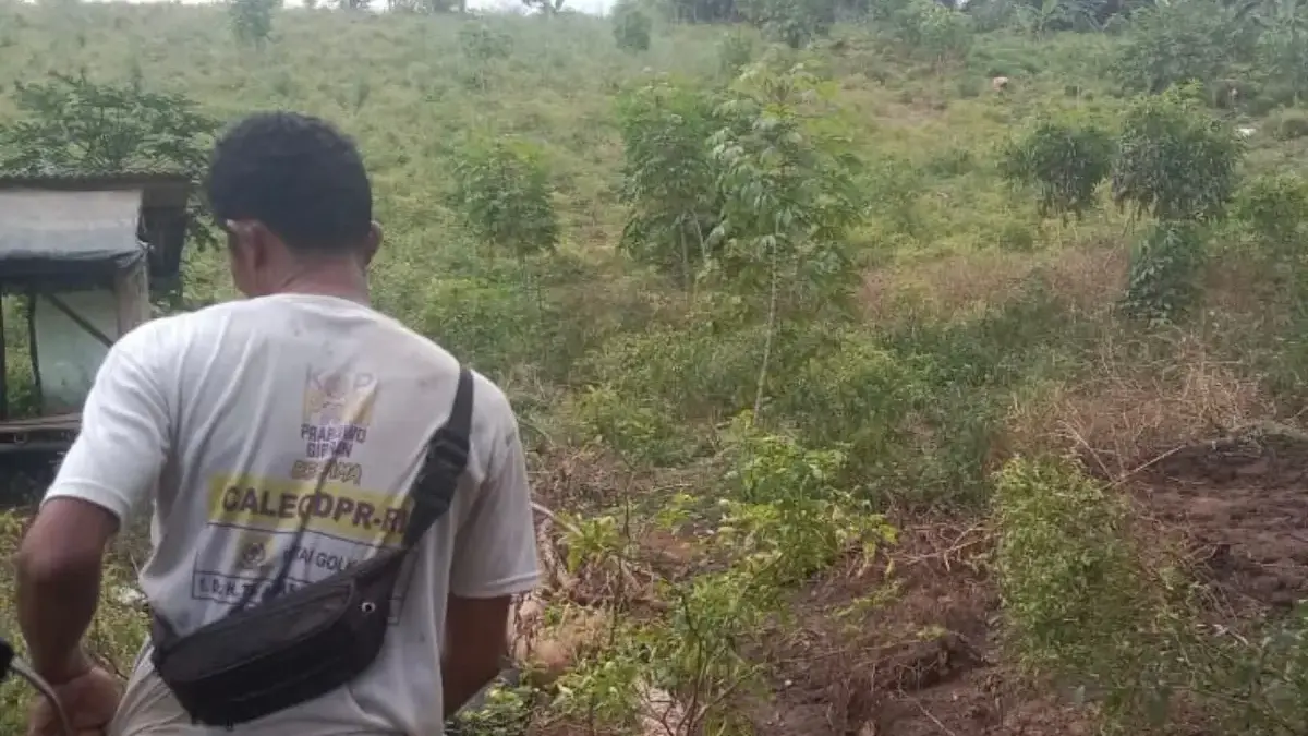 Panen Cabai Gagal Gegara Limbah Ayam, Petani Cipatat Tuntut Ganti Rugi
