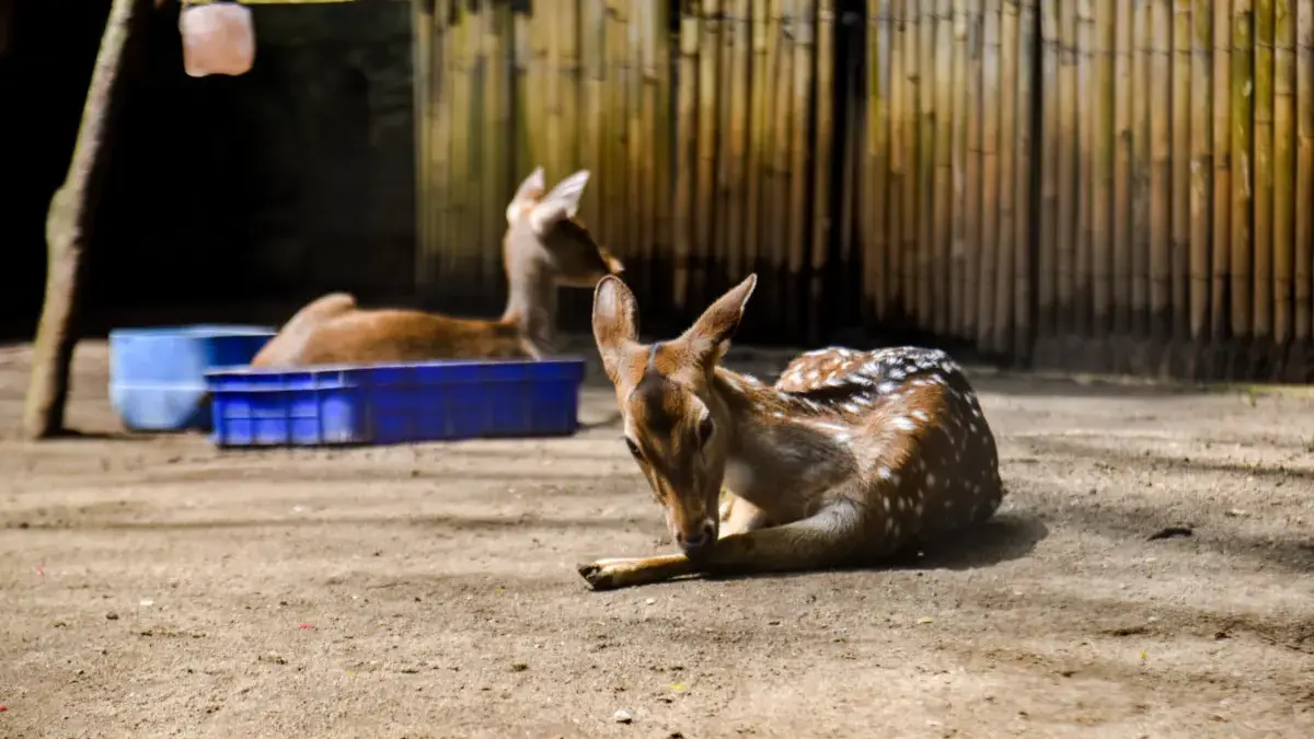 Kebun Binatang Bandung Rugi Rp2,7 Miliar Selama Penutupan