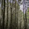 Ilustrasi: Kawasan hutan pinus di Bandung Raya beberapa waktu lalu. Foto: Dimas Rachmatsyah / Jabar Ekspres