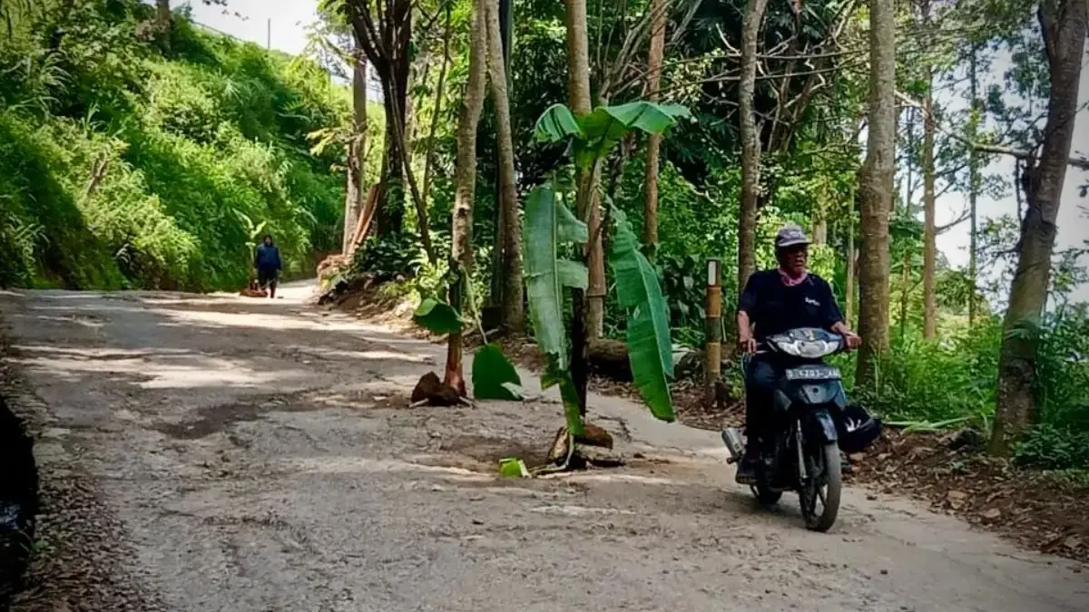 Lelah Menunggu Janji, Warga Lembang Tanam Pohon Pisang di Jalan Kabupaten yang Terbengkalai Lelah Menunggu Janji, Warga Lembang Tanam Pohon Pisang di Jalan Kabupaten yang Terbengkalai