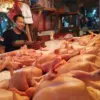 Disdagin Kabupaten Bogor Ungkap Penyebab Harga Ayam Naik : Harga Pakan Mahal