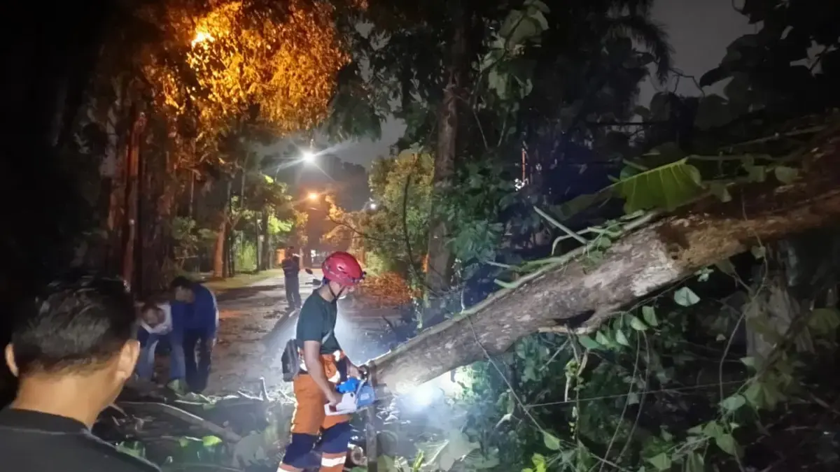 Hujan Deras Disertai Angin, Belasan Pohon Tumbang dan Rumah Rusak di Bogor Hujan Deras Disertai Angin, Belasan Pohon Tumbang dan Rumah Rusak di Bogor