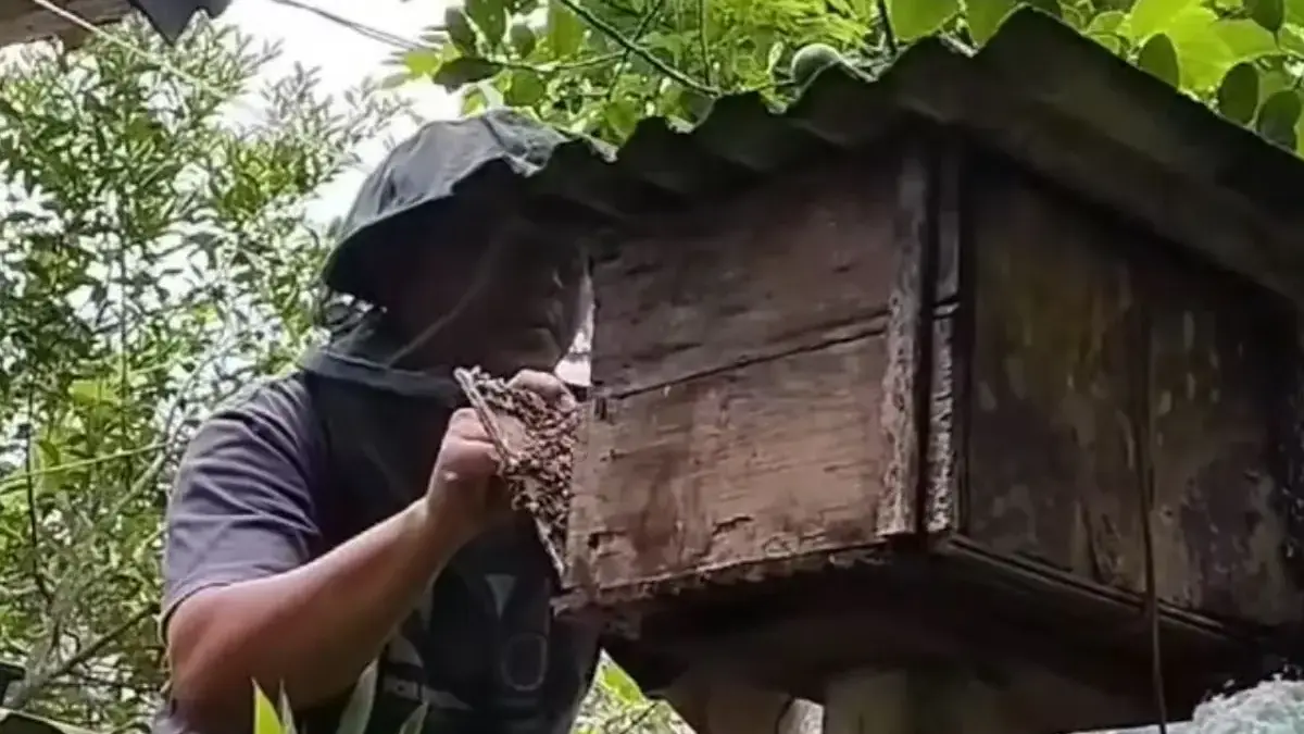 Menjaga Kesehatan dan Alam Lewat Madu Hitam Maribaya