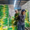 Atasi Lonjakan Harga, Program Sibesti Diklaim Jamin Pasokan dan Keterjangkauan Beras