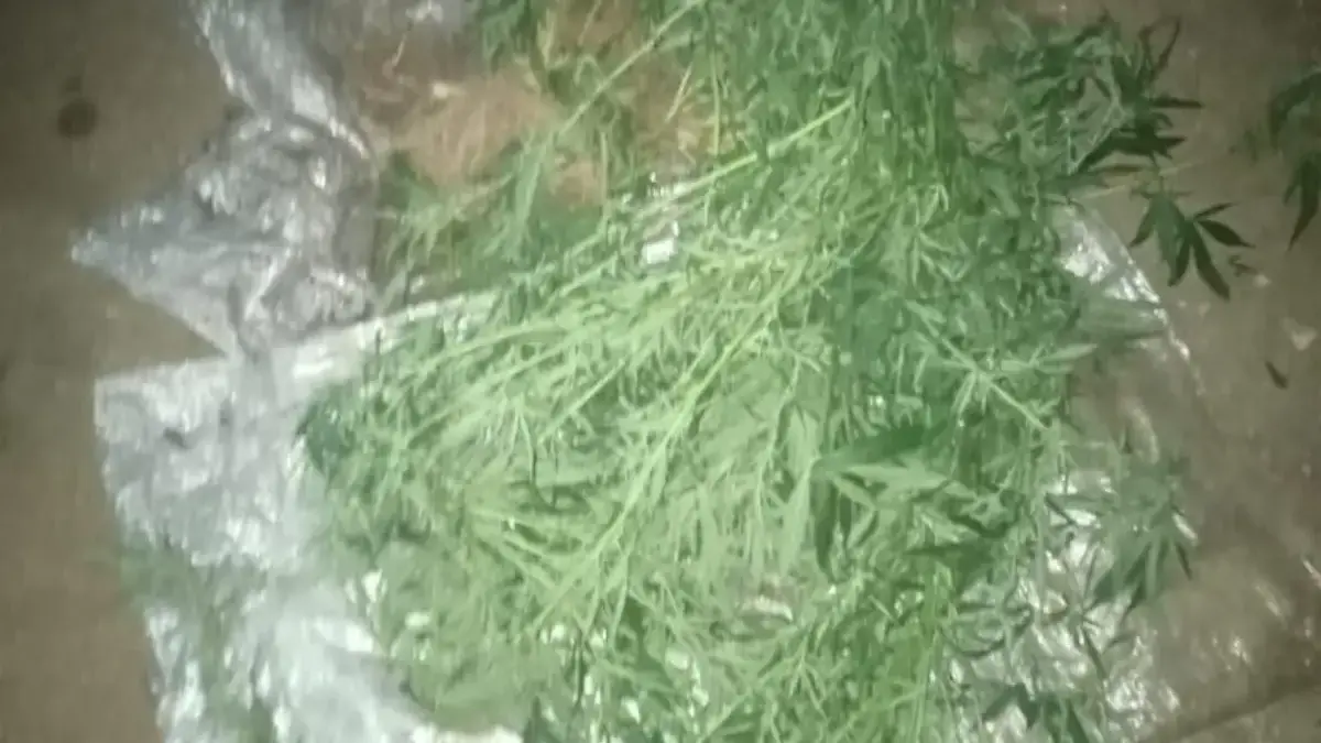 tiga pohon ganja di sebuah kebun di Kampung Ciwaru, Desa Arjasari, Kecamatan Arjasari, Kabupaten Bandung, Kami