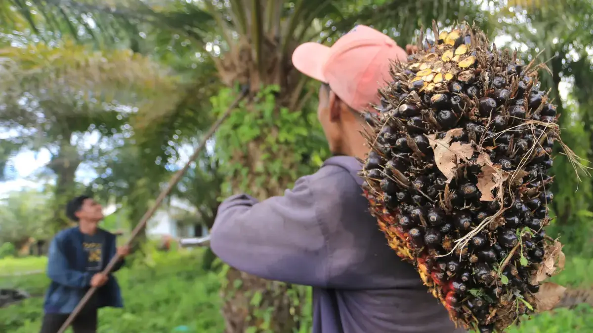 Hilirisasi Perkebunan Buka 1,6 Juta Lapangan Kerja Baru, Benarkah? Hilirisasi Perkebunan Buka 1,6 Juta Lapangan Kerja Baru, Benarkah?