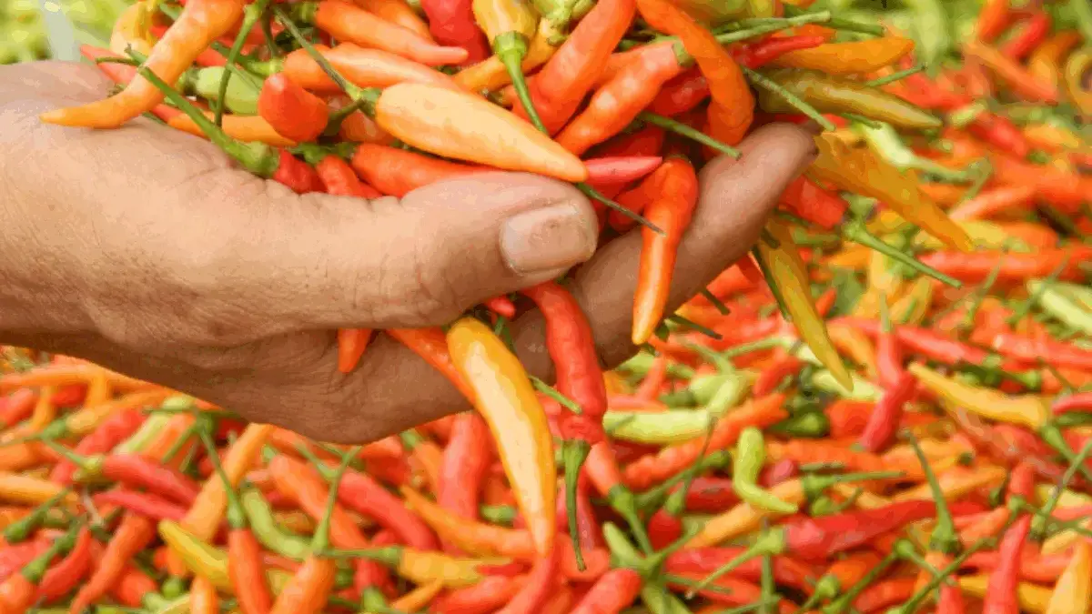 Harga Cabai Rawit Hari ini, Lengkap dengan Harga Pangan Lainnya