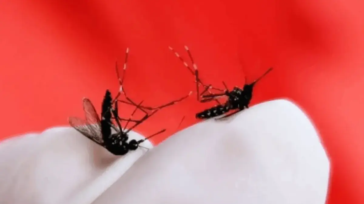 Musim Hujan, Orang Tua Wajib Waspada DBD