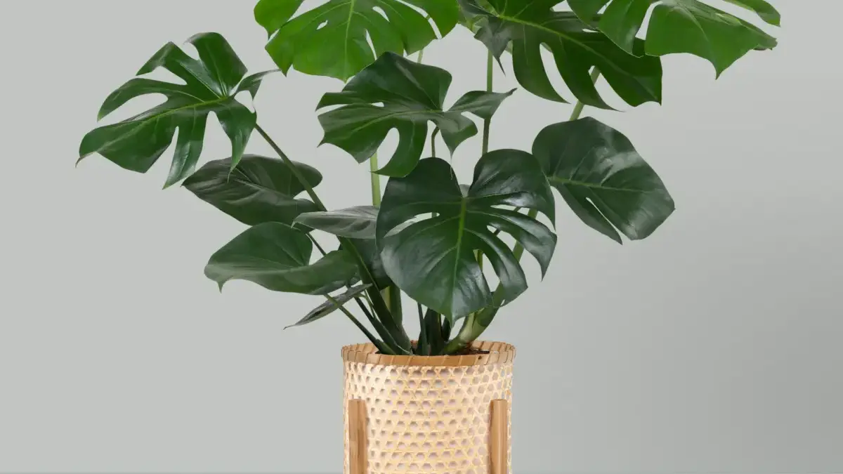 10 Tanaman Penyerap Panas yang Bikin Rumah Adem, Pikiran Pun Ikut Tenang