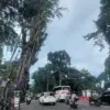 Ilustrasi pohon di Kota Bogor. Foto: Sekar Andini