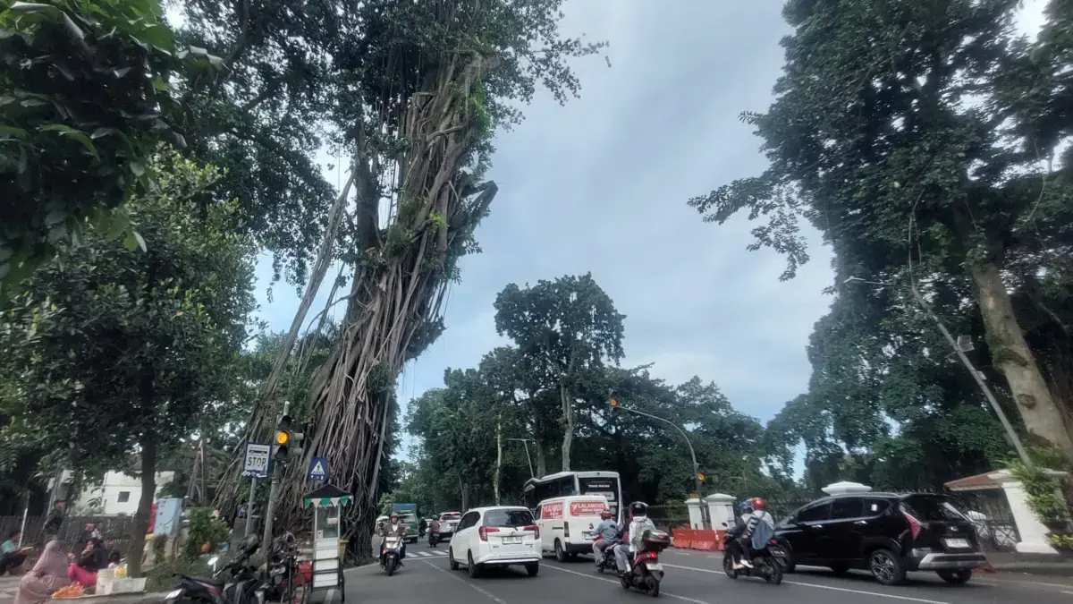 Ilustrasi pohon di Kota Bogor. Foto: Sekar Andini