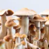 5 Fakta Magic Mushroom yang Berbahaya, Jangan Coba-coba!